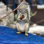 austinwildliferescue profile picture