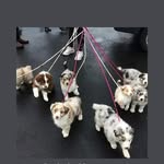 australianshepherd_love profile picture