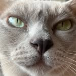avalanchesalinino profile picture