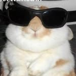 avamercurio profile picture
