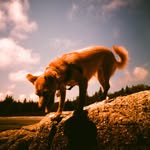 avannamedsylvia profile picture