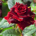 avantika_maurya_2025 profile picture