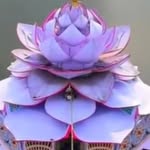 avchhoturaj profile picture