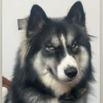 aventus.thehusky profile picture