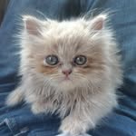 awwmango_ profile picture