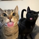 axlethekittykat profile picture