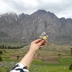 ayesha.sharafat1 profile picture