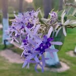 ayeshabhatti2302 profile picture