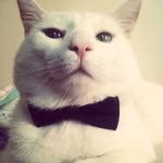 ayla_gloriole profile picture