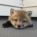 aylathefox profile picture