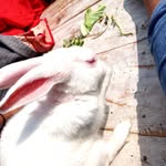 ayshanizam5 profile picture