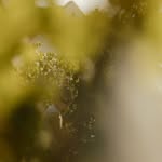 azeredetiannina profile picture