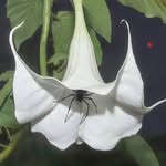 b.aahmedzhanov profile picture