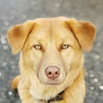 b_pups profile picture