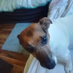 babeschweinchen profile picture