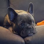 baboobellathefrenchiezz profile picture