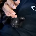 babooey_ profile picture