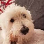 babybubu_westie profile picture