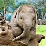 babyelephants9 profile picture