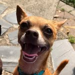 babyjoeyrex profile picture