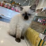 babyjuni_theragdoll profile picture