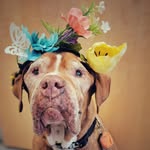 babylonanimalshelter profile picture
