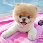 babypomeranians profile picture