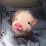 babypuke__ profile picture