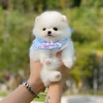 babypupsonig profile picture