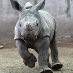 babyrhinorescuesos profile picture