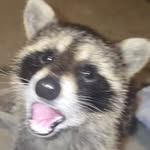 backouttoblackout profile picture