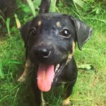 backpackerpup profile picture