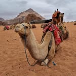 backpackstories_travel profile picture