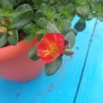 backyardbuzz profile picture