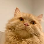 badbadtiggercat profile picture
