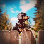 baddogmiles profile picture