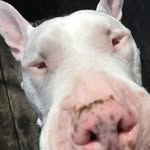 bad_dog_steve profile picture