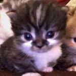 badiadvancekidabbi profile picture