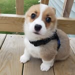 bagelthecorg profile picture