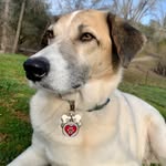 bahamasduke profile picture