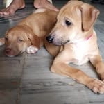 baileyandheidi_diaries profile picture