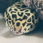 baileyleopardgecko profile picture