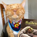 bailey_no_ordinary_cat profile picture