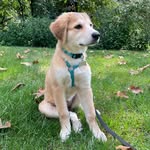 bailey_the_mountain_dog profile picture