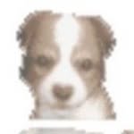 bailooot profile picture