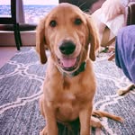 bakeme_golden profile picture