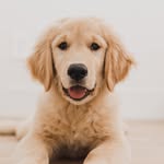 bakerbarnes profile picture