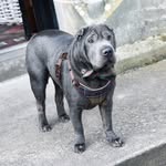 baloo.the.shar.pei profile picture