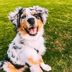 balooelaussie profile picture