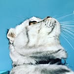 baloothecatbear profile picture